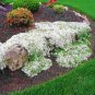 Creeping Thyme Bonsai or Multi-Color Rock CRESS Plant 200 Seeds