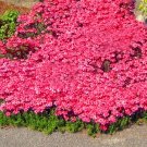 rare ROCK cress Seeds Climbing plant Creeping Thyme 410 Seeds