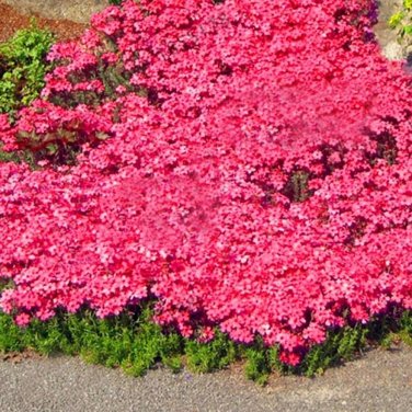 rare ROCK cress Seeds Climbing plant Creeping Thyme 410 Seeds