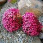 rare ROCK cress Seeds Climbing plant Creeping Thyme 410 Seeds