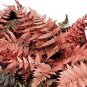 Japanese Rare Creeper Boston Fern Plant Vines Climbing Plants Ornamental Bonsai 200 Seeds