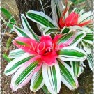 Rare Mini Bonsai Bromeliad palnts 400 Seeds