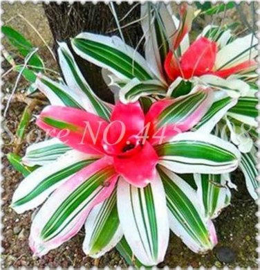 Rare Mini Bonsai Bromeliad palnts 400 Seeds