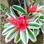 Rare Mini Bonsai Bromeliad palnts 400 Seeds