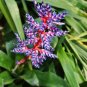 Rare Mini Bonsai Bromeliad palnts 400 Seeds