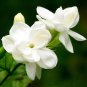 White jasmine seeds, Arabian jasmine aromatic plant good smell chinese flower 20 Seeds