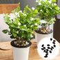 White jasmine seeds, Arabian jasmine aromatic plant good smell chinese flower 20 Seeds