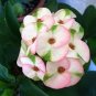 Cactus Euphorbia Milii Seeds New Rare Flower Plants 200 Seeds