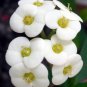 Cactus Euphorbia Milii Seeds New Rare Flower Plants 200 Seeds