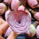 The Mountain Rose Green Rose Garden Greenovia Flower 200 Seeds