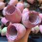 The Mountain Rose Green Rose Garden Greenovia Flower 200 Seeds
