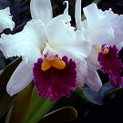 Multi Color Dendrobium Orchids Bonsai Tree 200 Seeds