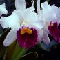 Multi Color Dendrobium Orchids Bonsai Tree 200 Seeds
