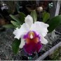 Multi Color Dendrobium Orchids Bonsai Tree 200 Seeds