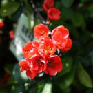 Red Begonia Flower Garden 200 Seeds