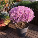 Bougainvillea Spectabilis Willd Triangles Plum Bonsai Potted Flower Plant 200 Seeds