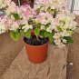 Bougainvillea Spectabilis Willd Triangles Plum Bonsai Potted Flower Plant 200 Seeds
