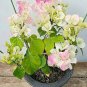 Bougainvillea Spectabilis Willd Triangles Plum Bonsai Potted Flower Plant 200 Seeds