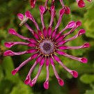 Colorful Osteospermum Bonsai 200 Seeds