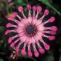 Colorful Osteospermum Bonsai 200 Seeds