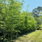 Plant Bambusa Multiplex for Qin Si Bamboo 60 Seeds