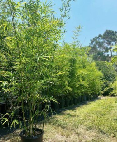 Plant Bambusa Multiplex for Qin Si Bamboo 60 Seeds