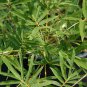 Plant Bambusa Multiplex for Qin Si Bamboo 60 Seeds