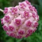 Fuchsia Ball Orchid Bonsai Hoya Carnosa Flores 200 Seeds