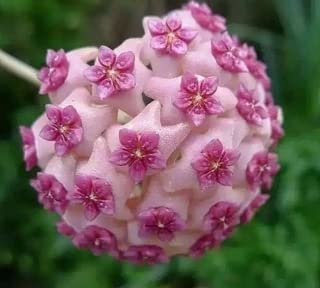 Fuchsia Ball Orchid Bonsai Hoya Carnosa Flores 200 Seeds