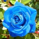 Blue Rose Fragrant Gardens Flowering Plants Strong 300 Seeds