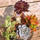 Succulent Cactus Bonsai for Home & Garden Pot Plant Home Garden 200 Seeds