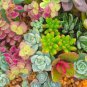 Succulent Cactus Bonsai for Home & Garden Pot Plant Home Garden 200 Seeds