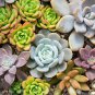 Succulent Cactus Bonsai for Home & Garden Pot Plant Home Garden 200 Seeds
