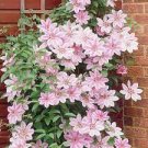 Vine Clematis Potted Clematis Garden Flower 20 Seeds