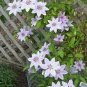 Vine Clematis Potted Clematis Garden Flower 20 Seeds