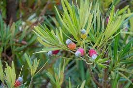 Podocarpus Macrophyllus Tree Seeds Bonsai Luo Han Song Evergreen 120 Seeds