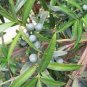 Podocarpus Macrophyllus Tree Seeds Bonsai Luo Han Song Evergreen 120 Seeds
