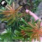 Podocarpus Macrophyllus Tree Seeds Bonsai Luo Han Song Evergreen 120 Seeds