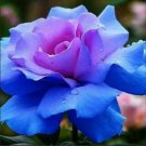 Midenight Rose Seeds Light Purple Light Blue Double Flowers Big Blooms Fragrant 200 Seeds