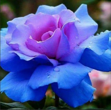 Midenight Rose Seeds Light Purple Light Blue Double Flowers Big Blooms Fragrant 200 Seeds