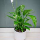 Spathiphyllum Bonsai, Potted Balcony 200 Seeds