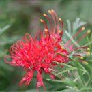 Rare Grevillea Flowers Beautiful Flower Australian Grevillea 200 Seeds
