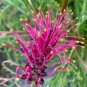 Rare Grevillea Flowers Beautiful Flower Australian Grevillea 200 Seeds