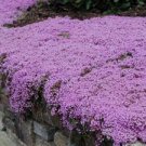 ROCK cress Seeds Climbing plant Creeping Thyme 410 Seeds