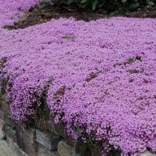 ROCK cress Seeds Climbing plant Creeping Thyme 410 Seeds