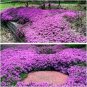 ROCK cress Seeds Climbing plant Creeping Thyme 410 Seeds