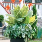 Canna Bonsai, DIY Potted Plants 212 Seeds