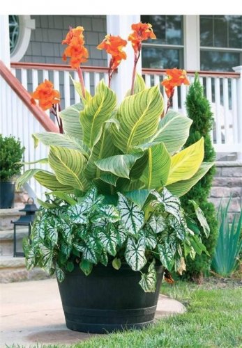 Canna Bonsai, DIY Potted Plants 212 Seeds