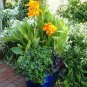 Canna Bonsai, DIY Potted Plants 212 Seeds