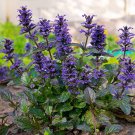 Spring Violet Grass Plant Succulents Grass 400 Seeds